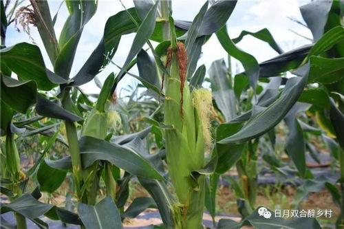 棒子吃瓜,揭秘娱乐圈背后的秘密与八卦  第3张