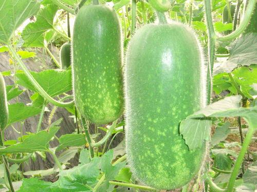 儋州吃瓜大赛,一场全民参与的吃瓜盛宴