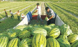 儋州吃瓜大赛,一场全民参与的吃瓜盛宴  第3张