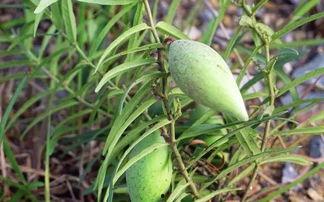 365吃瓜部落资源,揭秘娱乐圈幕后故事，带你领略明星真实生活