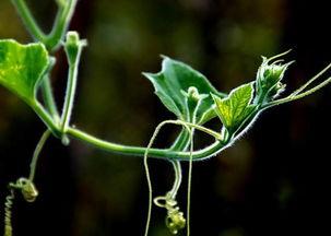 曲周最新吃瓜,最新吃瓜事件揭秘  第2张