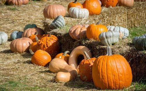 梧桐吃瓜位  第2张