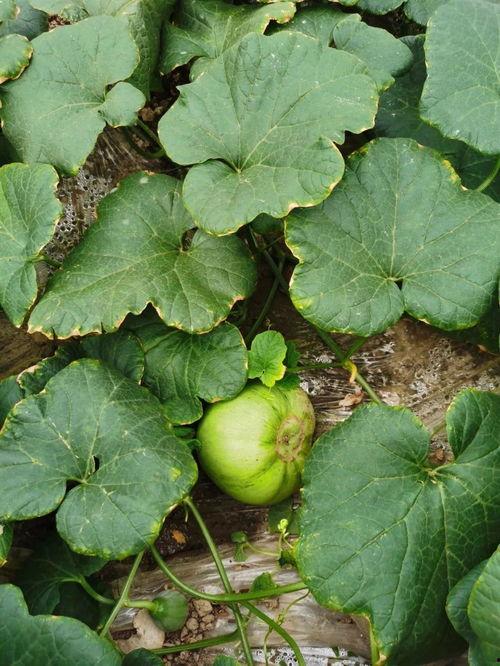 梧桐吃瓜位  第3张