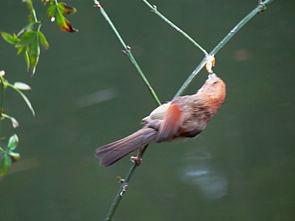 虫虫吃鸟瓜,一场生态界的奇妙邂逅  第2张