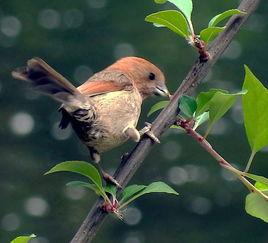 虫虫吃鸟瓜,一场生态界的奇妙邂逅  第3张