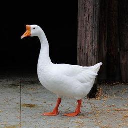 吃瓜鹅每日播报
