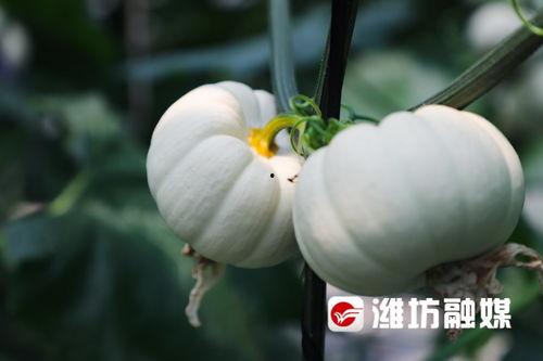 潍坊 吃瓜,瓜果飘香，品味生活