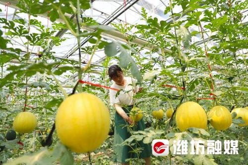 潍坊 吃瓜,瓜果飘香,品味生活 第2张 潍坊 吃瓜,瓜果飘香,品味生活 第2张