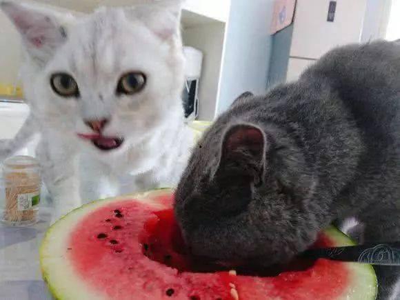 阁楼的猫吃瓜,阁楼猫的瓜田奇遇记 第3张 阁楼的猫吃瓜,阁楼猫的瓜田奇遇记 第3张