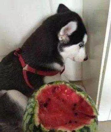 二哈主人吃瓜视频,萌宠视角下的欢乐时光