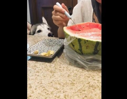 二哈主人吃瓜视频,萌宠视角下的欢乐时光  第2张