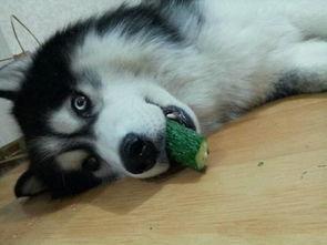 二哈主人吃瓜视频,萌宠视角下的欢乐时光  第3张