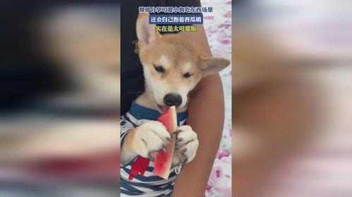 吃瓜吃狗狗吃的东西,狗狗美食大揭秘