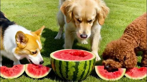 吃瓜吃狗狗吃的东西,狗狗美食大揭秘  第2张