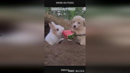 吃瓜吃狗狗吃的东西,狗狗美食大揭秘  第3张