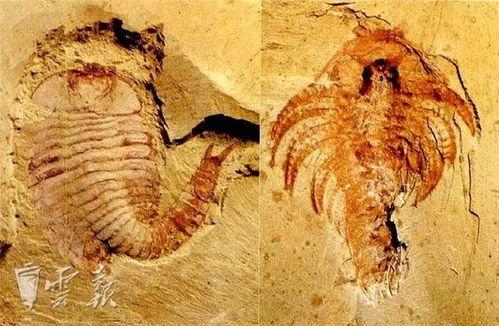 鹤鹤吃瓜,揭秘动物界的趣味生活瞬间