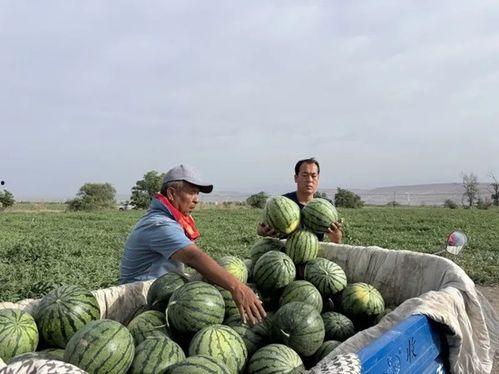 东平二逗吃瓜,揭秘娱乐圈幕后故事  第2张