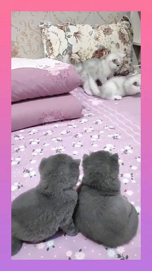 蓝胖子吃瓜群众,揭秘二次元世界的欢乐与争议