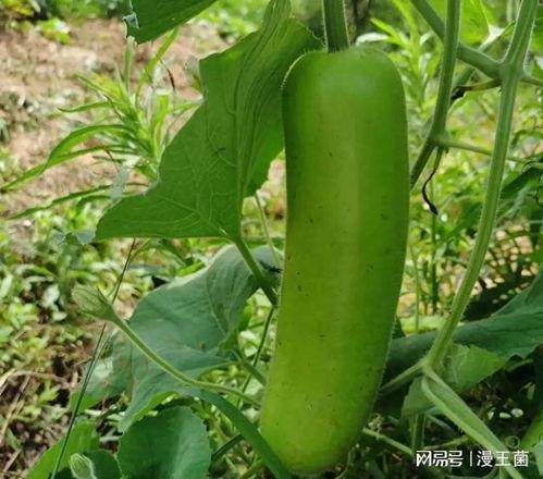 瓠子瓜是佛手瓜吗怎么吃,辨析与美味烹饪指南 第2张 瓠子瓜是佛手瓜吗怎么吃,辨析与美味烹饪指南 第2张