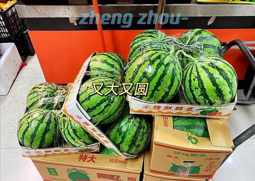 郑州吃瓜正商 第2张 郑州吃瓜正商 第2张