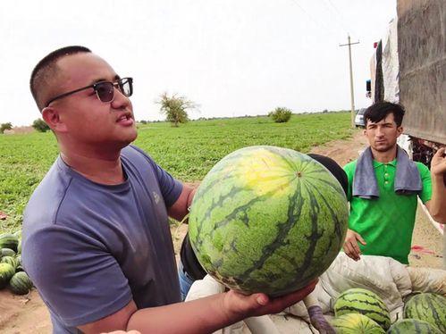 京唐港吃瓜,瓜田里的繁华盛景  第3张