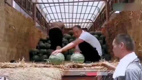 陕西吃瓜大学大型吃瓜现场,一场盛大的校园“瓜”事狂欢