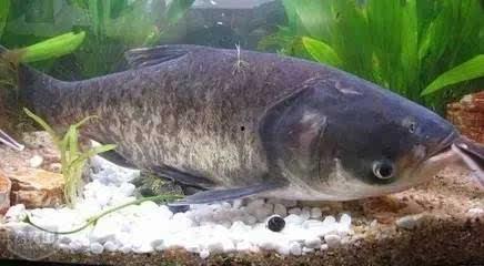 吃白瓜补啥  第2张