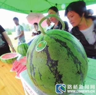 啰可以吃矮瓜吗,揭秘矮瓜的食用奥秘  第2张