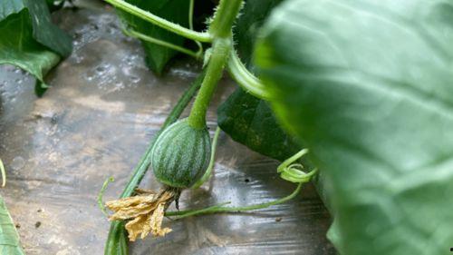 欣儿吃瓜,揭秘娱乐圈幕后故事  第2张